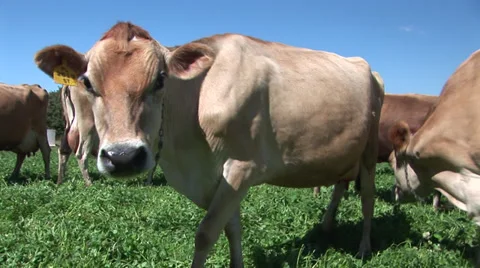 Cows grazing in a meadow Stock Footage 27347649