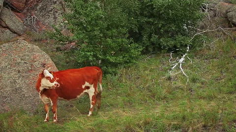 Cows Grazing On The Meadow Видео 46179680