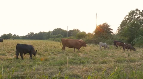 Cows grazing in the meadow Stock Footage 63383763