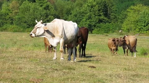 Cows Grazing in a Meadow.  Video stock 66669182