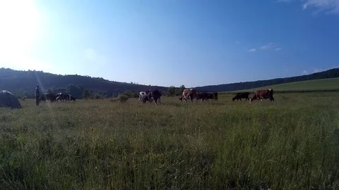 Cows grazing in a meadow. Stock Footage 76563766