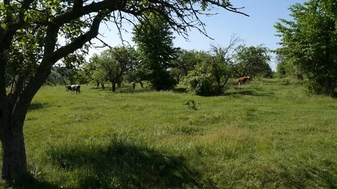 Cows grazing in a meadow Stock Footage 76621642