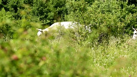 Cows grazing on a meadow Stock Footage 110689636