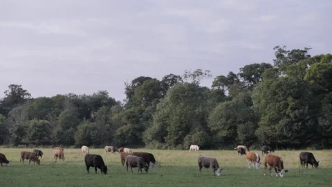 Cows Grazing on the Meadow Vídeo Stock 120255196