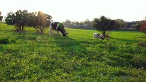 Cows Grazing In The Meadow Stock Footage 120292583