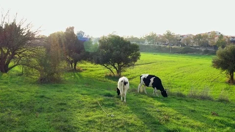 Cows Grazing In The Meadow Stock Footage 120292668