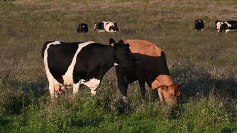 Cows grazing in meadow Stock Footage 135151286