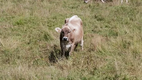 Cows grazing in a meadow Stock Footage 139056123