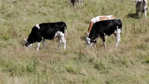 Cows grazing in a meadow Stock Footage 139056143