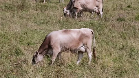 Cows grazing in a meadow Stock Footage 139056144