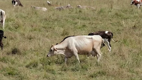 Cows grazing in a meadow Stock Footage 139056153