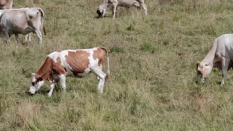 Cows grazing in a meadow Stock Footage 139056178
