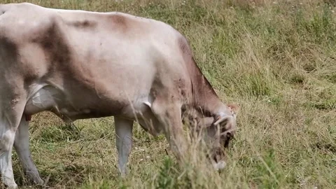 Cows grazing in a meadow Stock Footage 139056201