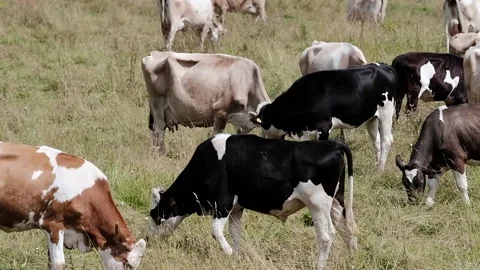 Cows grazing in a meadow Stock Footage 139056203
