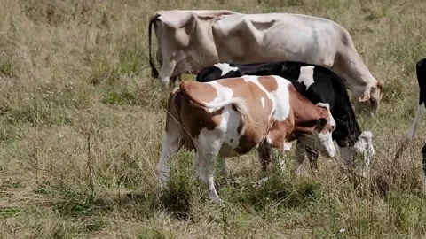 Cows grazing in a meadow Stock-Footage 139056204