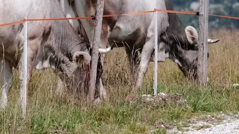 Cows grazing in a meadow Stock Footage 139056207