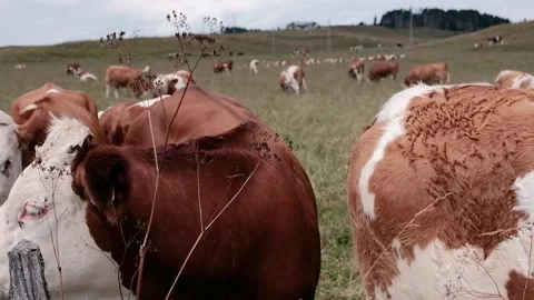 Cows grazing in a meadow Stock Footage 139056228