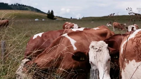 Cows grazing in a meadow Stock Footage 139056235