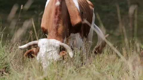 Cows grazing in a meadow Stock Footage 139056239