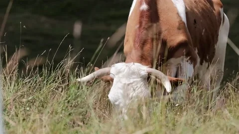Cows grazing in a meadow Stock Footage 139056259