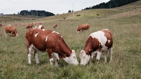 Cows grazing in a meadow Stock Footage 139056264