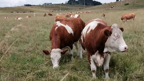 Cows grazing in a meadow Stock Footage 139056273