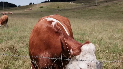 Cows grazing in a meadow Stock Footage 139056287