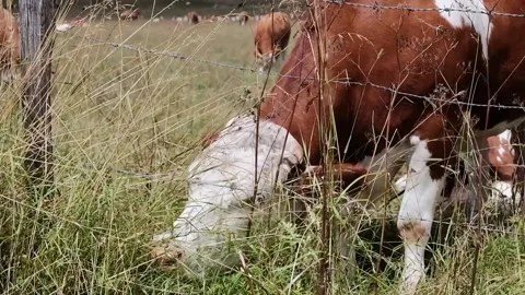 Cows grazing in a meadow Stock Footage 139056288