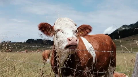Cows grazing in a meadow Stock Footage 139056300
