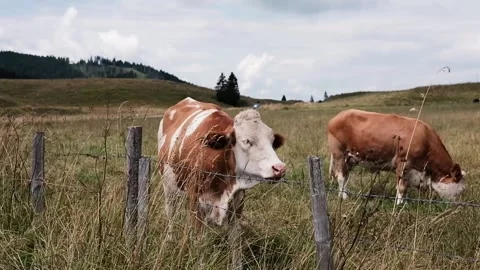 Cows grazing in a meadow Stock Footage 139056306