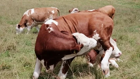 Cows grazing in a meadow Stock Footage 139056337