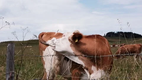 Cows grazing in a meadow Stock Footage 139056341