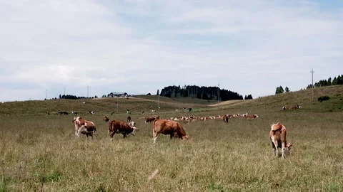 Cows grazing in a meadow Stock Footage 139056342