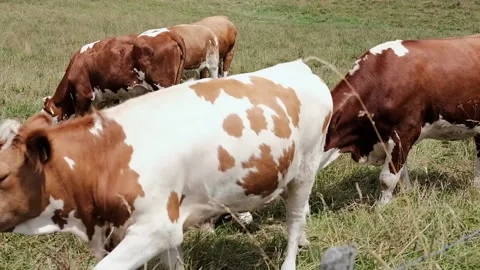 Cows grazing in a meadow Stock Footage 139056344