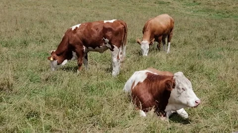 Cows grazing in a meadow Stock Footage 139056357