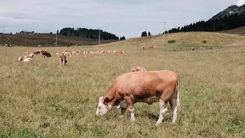Cows grazing in a meadow Stock Footage 139056382
