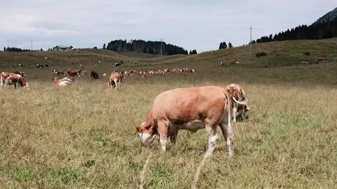 Cows grazing in a meadow Stock Footage 139056387