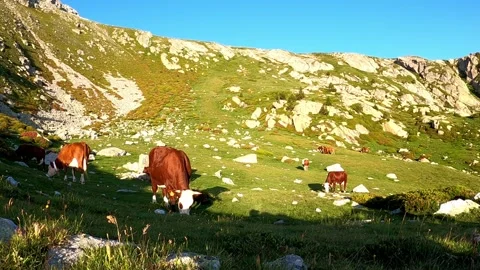 Cows grazing in a meadow Stock Footage 141361911