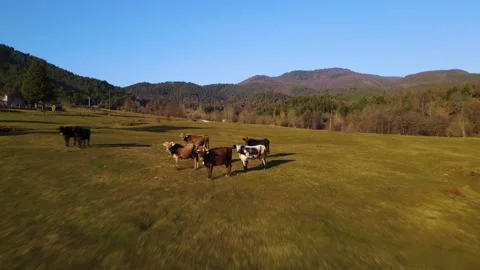 Cows grazing in the meadow Stock Footage 172258407