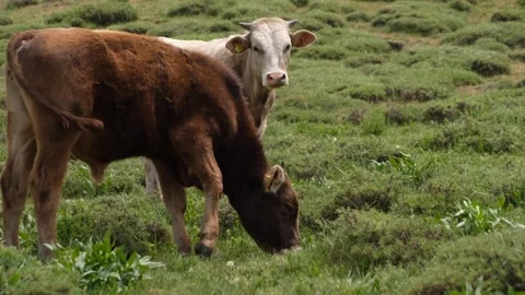 Cows grazing in the meadow Stock Footage 294129449
