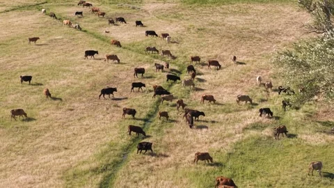 Cows grazing on a meadow Stock Footage 316276781
