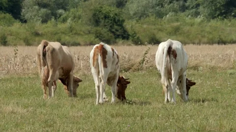 Cows grazing in the meadow Video stock 341800178