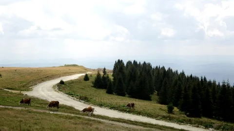 Cows Grazing In A Meadow. Herd of Cows on Pasture. 스톡 동영상 95038864