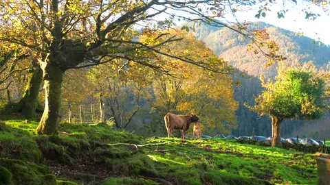 Cows grazing in a meadow with lush green grass and autumn trees Stock Footage 303560841