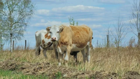 Cows grazing on a meadow. One cow looking at the camera. Beautiful summer day. Stock-Footage 187081291