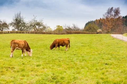 Cows grazing on meadow Stock Photos