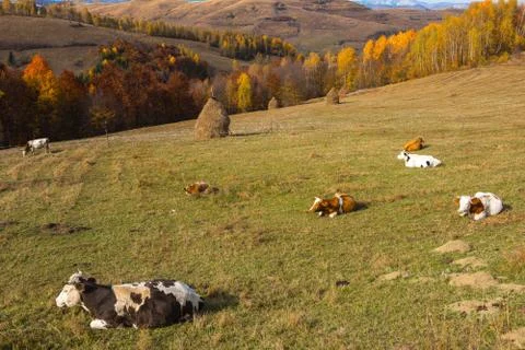 Cows grazing on meadow Stock Photos