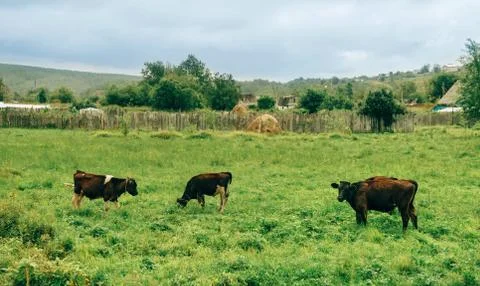 Cows grazing in a meadow Stock Photos