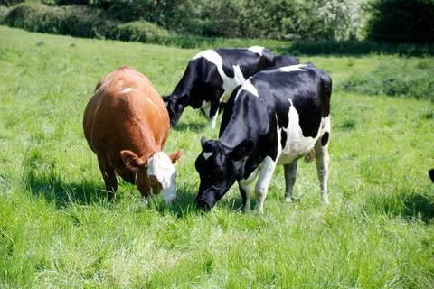 Cows grazing in meadow Foto stock