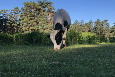 Cows grazing in the meadow Stock Photos
